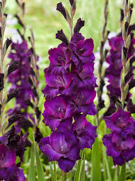 Image result for Gladiolus gregarius