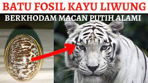 Maybe you would like to learn more about one of these? Fungsi Tuah Fosil Kayu Liwung Khodam Macan Putih Alami Youtube