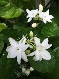 Where can i get jasmine flowers near me. The Amazing Positive Effect Of Jasmine Flowers
