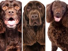 Maybe you would like to learn more about one of these? Dog Breed Quiz Can You Tell These Dog Breeds Apart