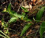 Image result for Commelina nigritana