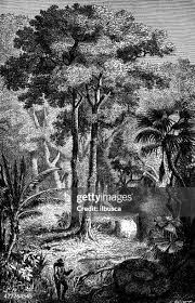 Image result for Antiaris toxicaria