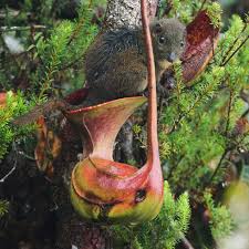 What is the biggest animal a carnivorous plant can eat? Tropical Pitcher Plants Are Beautiful But Deadly Magazine Articles Wwf