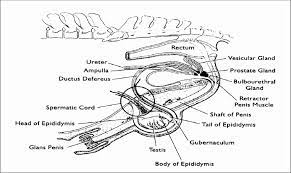 A Sagittal View Of The Stallion Reproductive Tract Anatomy Download Scientific Diagram