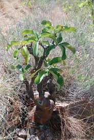 Image result for Adenium boehmianum
