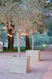 Olive Trees Potted Trees Garden Inspiration Small Lanterns
