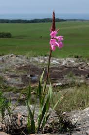 Image result for Hunteria densiflora