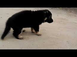 Dogspot celebrates the love and passion pet parents have for their pets. Long Coat Gsd German Shepherd Male At Low Price Jn Patna Gaya Bihar Up Lucknow Allahbad Kanpur Goa Youtube