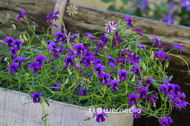 Image result for Monopsis