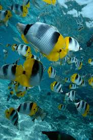 School Of Butterflyfish By Bob Abraham Printscapes Ocean Creatures Sea Creatures Sea And Ocean