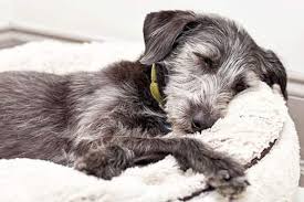 It's one of the biggest, fattest lies there is. Enlarged Prostate In Dogs Managing Benign Prostatic Hyperplasia