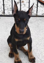 Pin By Lina On Doberman Love In 2020 Doberman Pinscher Puppy Cute Dogs And Puppies Doberman Pinscher Dog