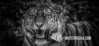 Tirakat cara mengisi khodam macan putih ke tubuh Cara Mengisi Khodam Macan Putih Ke Tubuh Sendiri Gunakan Mustika Ini