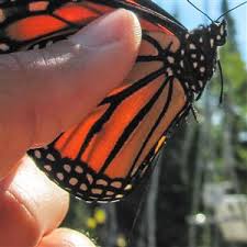 Laišką iškart po to kai tik atnaujinsime šį puslapį apie monarch life insurance co ltd. Bees Butterflies And Other Pollinators To Get A 5 Million Lift In Western Pa Pittsburgh Post Gazette