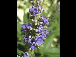 Chaste trees offer showy blue or purple flowers in summer, colors which are a bit unusual as far as trees go. Find Plants Chaste Tree
