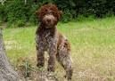 Lagotto Dogs | Northwest Lagottos | United States