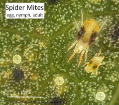 Image result for spotted spider mite