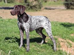 Maybe you would like to learn more about one of these? Bird Dogs What To Look For In Your First Puppy Field Stream