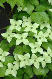 Cornus kousa chinensis milky way (chinese dogwood) seeds. Milky Way Chinese Dogwood Cornus Kousa Milky Way In Columbus Dublin Delaware Grove City Gahanna Bexley Ohio Oh At Oakland Nurseries Inc