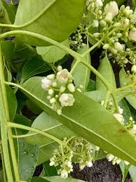 Image result for Toona