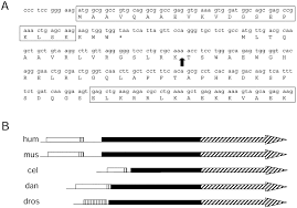 Libro el yerno millonario pdf : The Human Lysyl Trna Synthetase Gene Encodes Both The Cytoplasmic And Mitochondrial Enzymes By Means Of An Unusual Alternative Splicing Of The Primary Transcript Journal Of Biological Chemistry