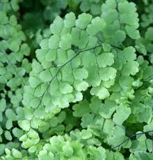 When your fern creates spores, you will notice the brown dots appearing at the tips of leaves on the back side. Northern Maidenhair Fern Adiantum Pedatum Wisconsin Horticulture
