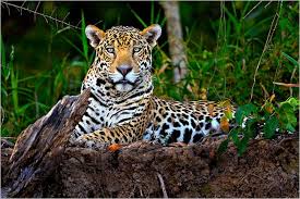 Hunting and habitat loss due to deforestation continue to threaten the survival of these marvelous cats. In Reversal Government Agrees To Protect Jaguar The New York Times
