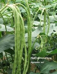 You have to plant asparagus seeds 8 to 12 weeks before transplanting and after the danger of icefall has passed. Asian Bean Yard Long Gita Heirloom Seeds 2015 Asparagus Beans Vegetables Growing Vegetables