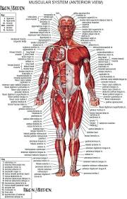 Anatomy Of The Human Body Muscles Human Body Muscle Anatomy