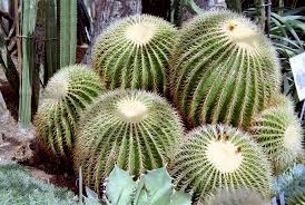 Kaktus Bilder News Infos Aus Dem Web Kaktus Diri Tumbuhan Ciri Dengan Adaptasi Khusus Wikipedia Cara Menyesuaikan Kakt In 2020 Cactus Mesquite Tree Cactus Plants