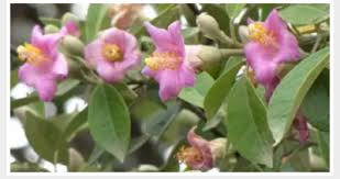 Image result for Lagunaria patersonia
