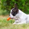 Can dogs eat carrots every day? Https Encrypted Tbn0 Gstatic Com Images Q Tbn And9gcsvs1l0ki1y2 A7g0zbfhwme83zsqdjsbb U4lvxn Haqj6qbn7 Usqp Cau