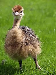 Pin By Jennifer Gibbs On Earth S Family Tree Baby Ostrich Baby Animals Cute Little Animals
