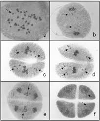 Image result for Urochloa jubata