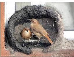 Birds That Make Mud Nests Under Bridges Photos Bird Builds Its Nest Building A Nest In The Engineering Skill And Impeccability Builds Mud Joao De Barro Mamiferos Animais