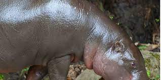 On 25 october 1980, guinea joined the union. West Africa The 4 Countries Of The Mano River Union Will Protect Their Ecosystems Afrik 21