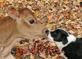 Kisses A Jersey Calf And A Border Collie By Mistymornphotography 4 50 Collie Puppies Pure Breed Dogs Border Collie Dog