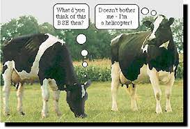 How Now Mad Cow