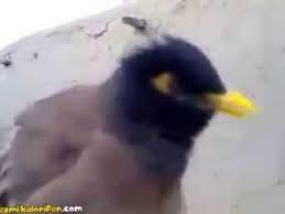 Bird That Sounds Like Crying Baby Youtube