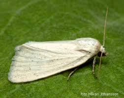 Image result for Photedes morrisii