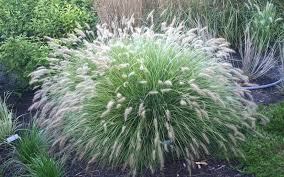 Pennisetum Little Bunny 20 For 5 Gal Green Actress 7 50 1 Gal Little Bunny Fountain Grass Tuin Siergrassen Grassen