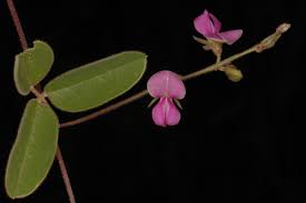 Image result for Pycnospora