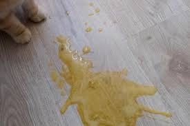 He is very slow and is throwing up a foamy watery liqiud. Why Is My Cat Vomiting Yellow Causes And Treatment