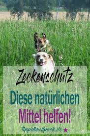 Naturliche Mittel Gegen Zecken Und Flohe Zecken Mittel Gegen Zecken Zeckenschutz