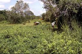 Image result for Landolphia foretiana