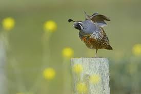 Image result for quail