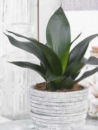 However, they do best under bright, indirect light. Sansevieria Trifasciata Black Dragon Care Images And Videos Chooseyourplant