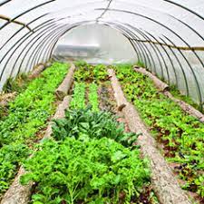 Expert advice on how to grow vegetables, herbs 36 Greenhouse Vegetables Ideas Greenhouse Vegetables Greenhouse Vegetables