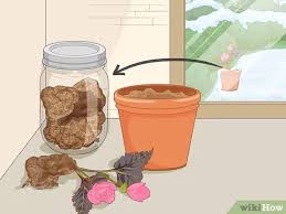 Görsel olarak benzer stok video. Simple Ways To Make Begonias Bloom 9 Steps With Pictures