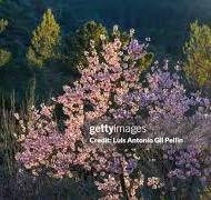 248 Pellin Stock Photos, High-Res Pictures, and Images ...